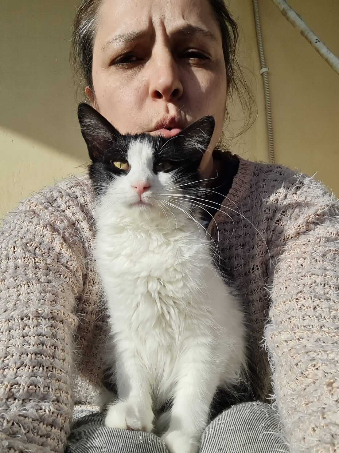 Silvestro süßer Kater aus Athen adoptieren