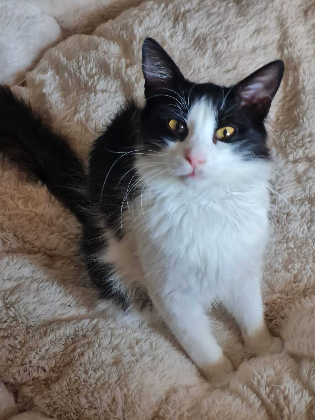 Silvestro süßer Kater aus Athen adoptieren
