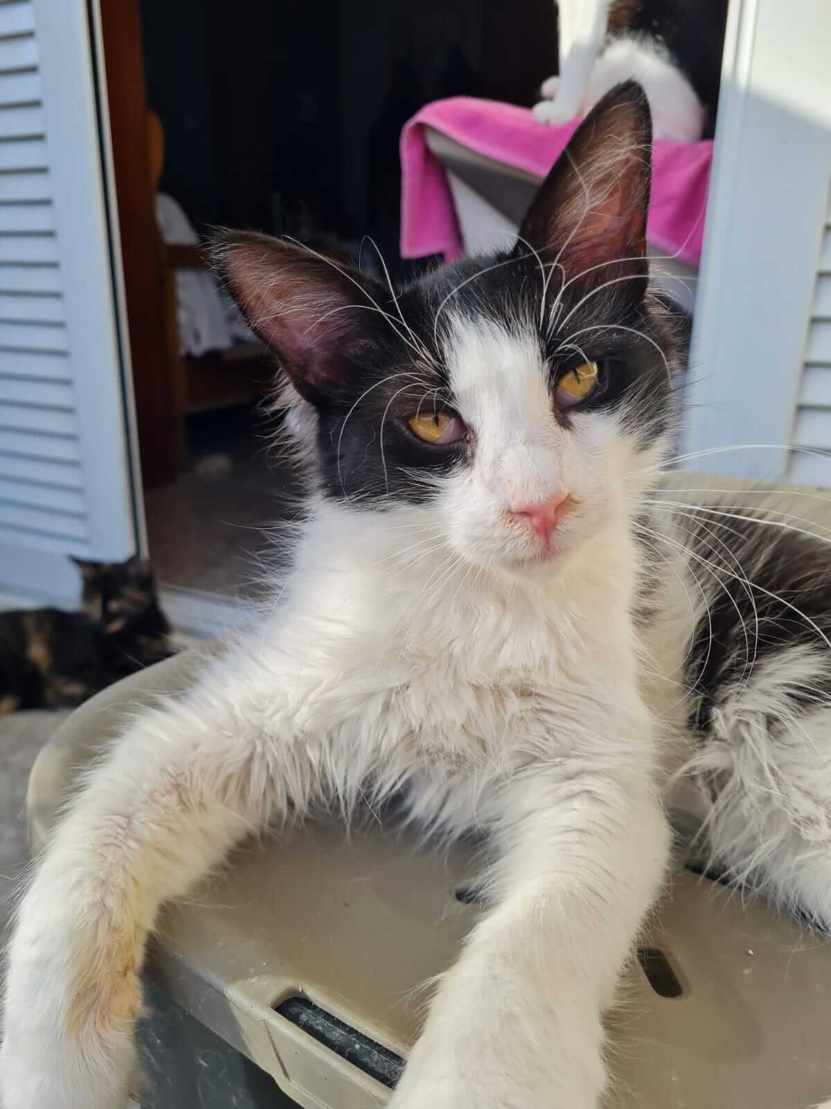 Kater adoptieren aus Athen