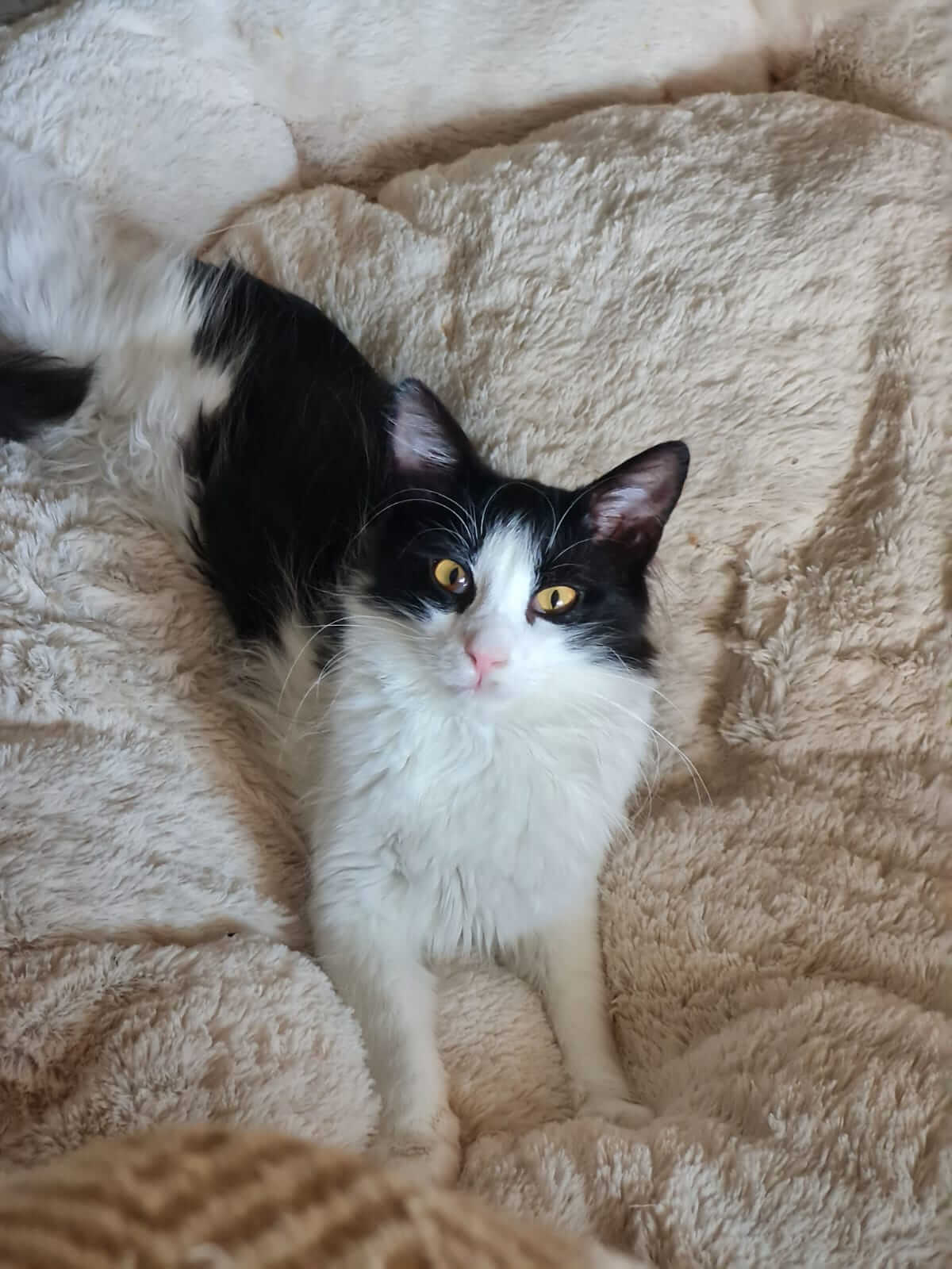 Silvestro süßer Kater aus Athen adoptieren