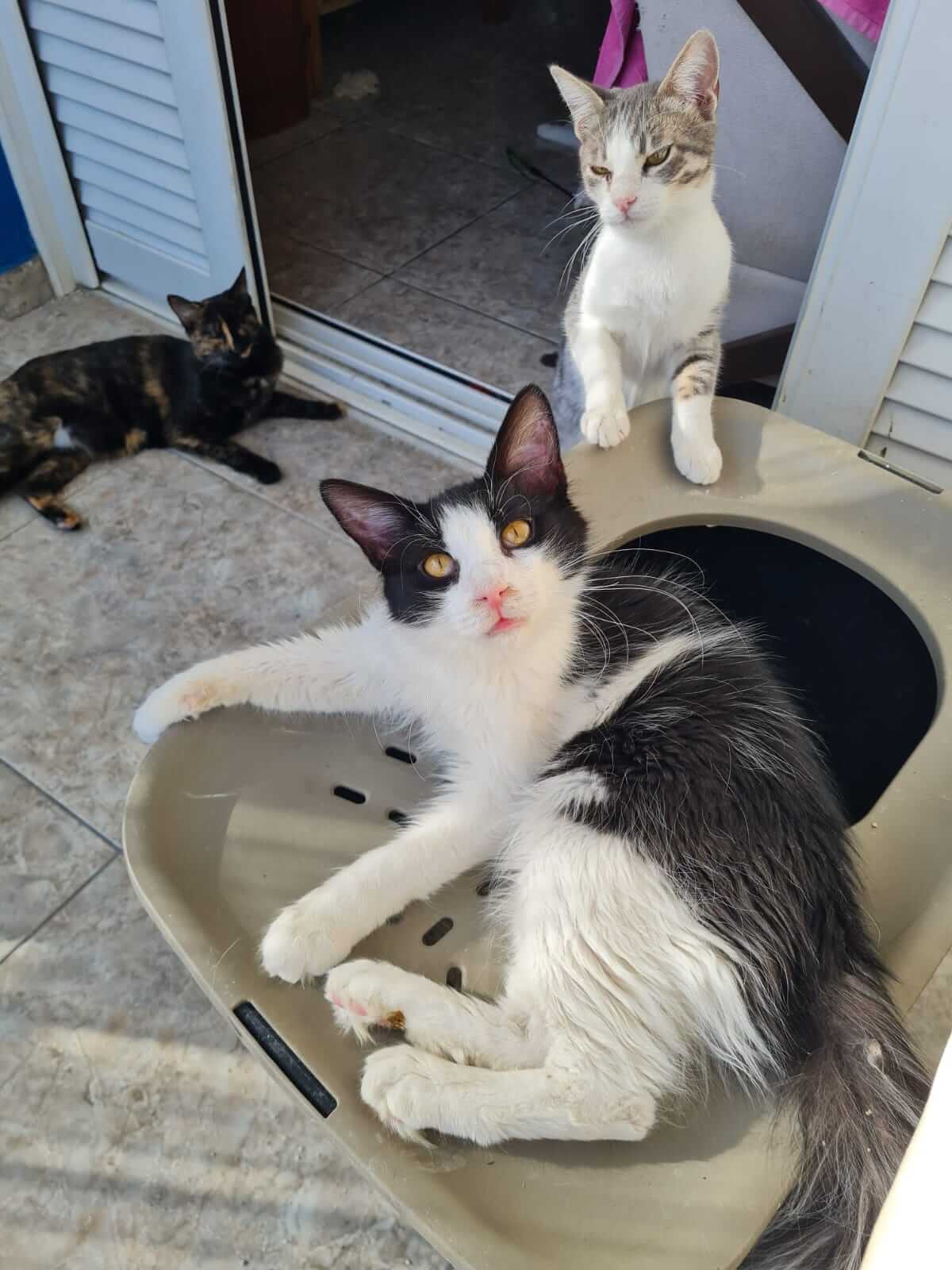 Kater adoptieren aus Athen