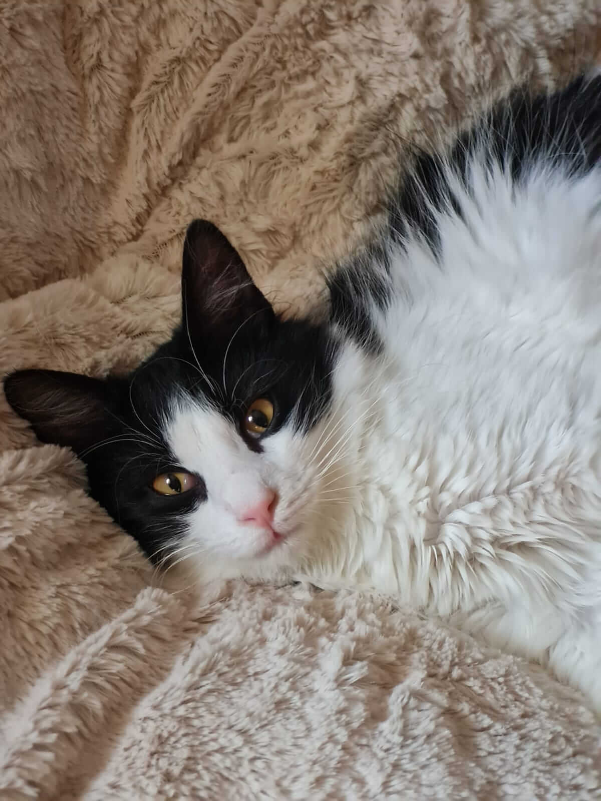 Silvestro süßer Kater aus Athen adoptieren
