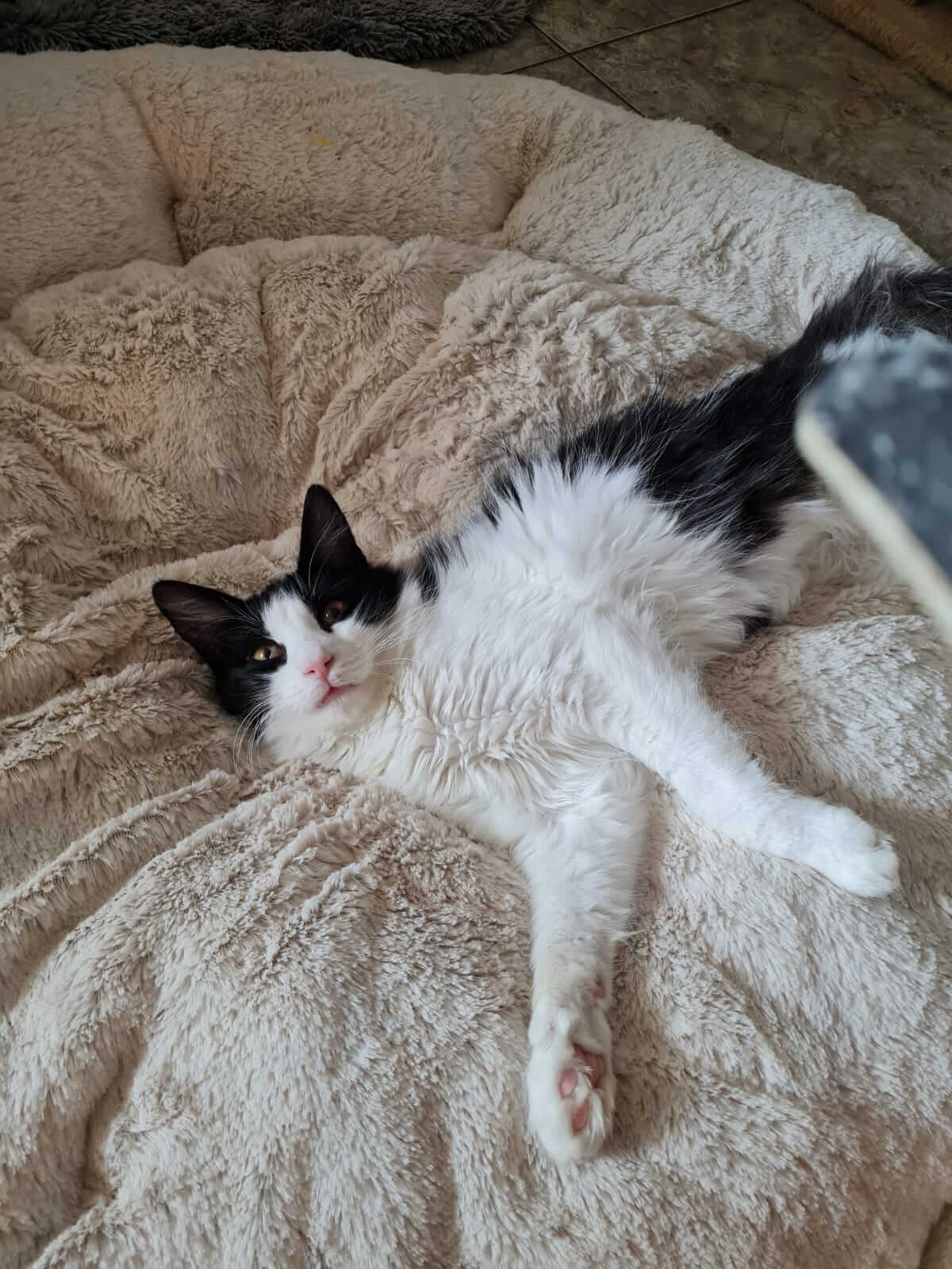 Silvestro süßer Kater aus Athen adoptieren