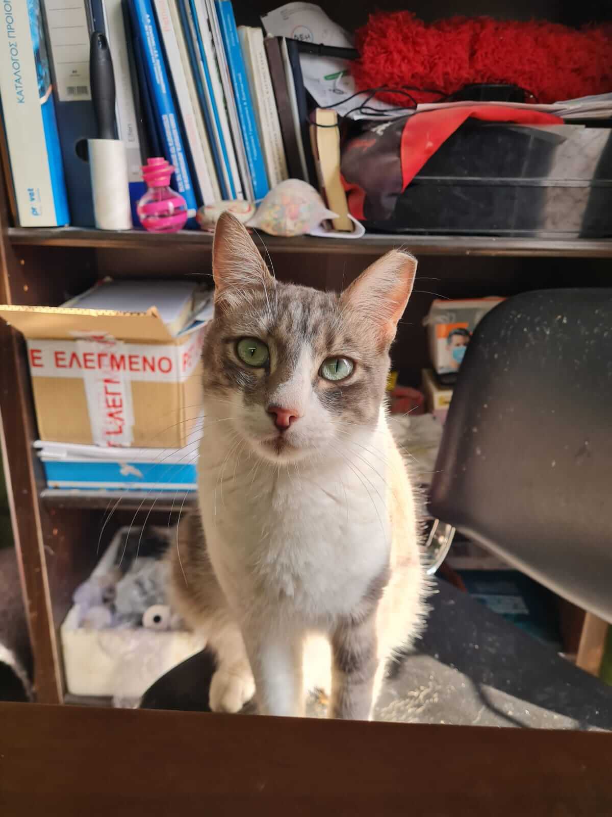 Teddy Adoptiere eine Katze aus Athen