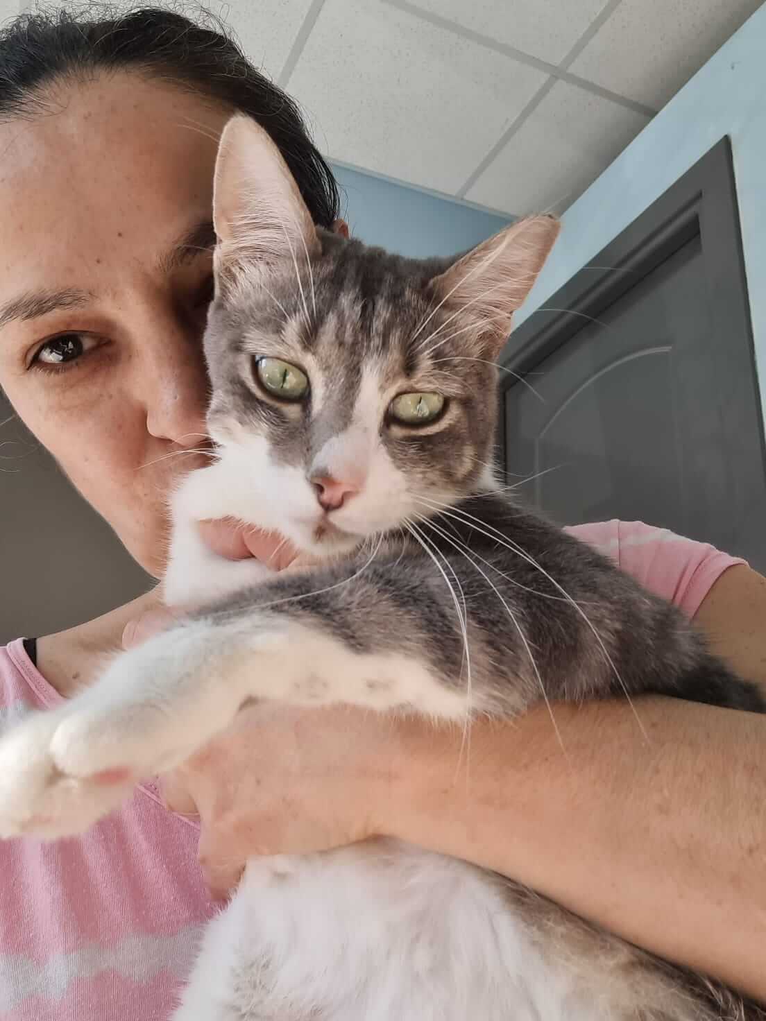 Adoptiere eine Katze aus Athen