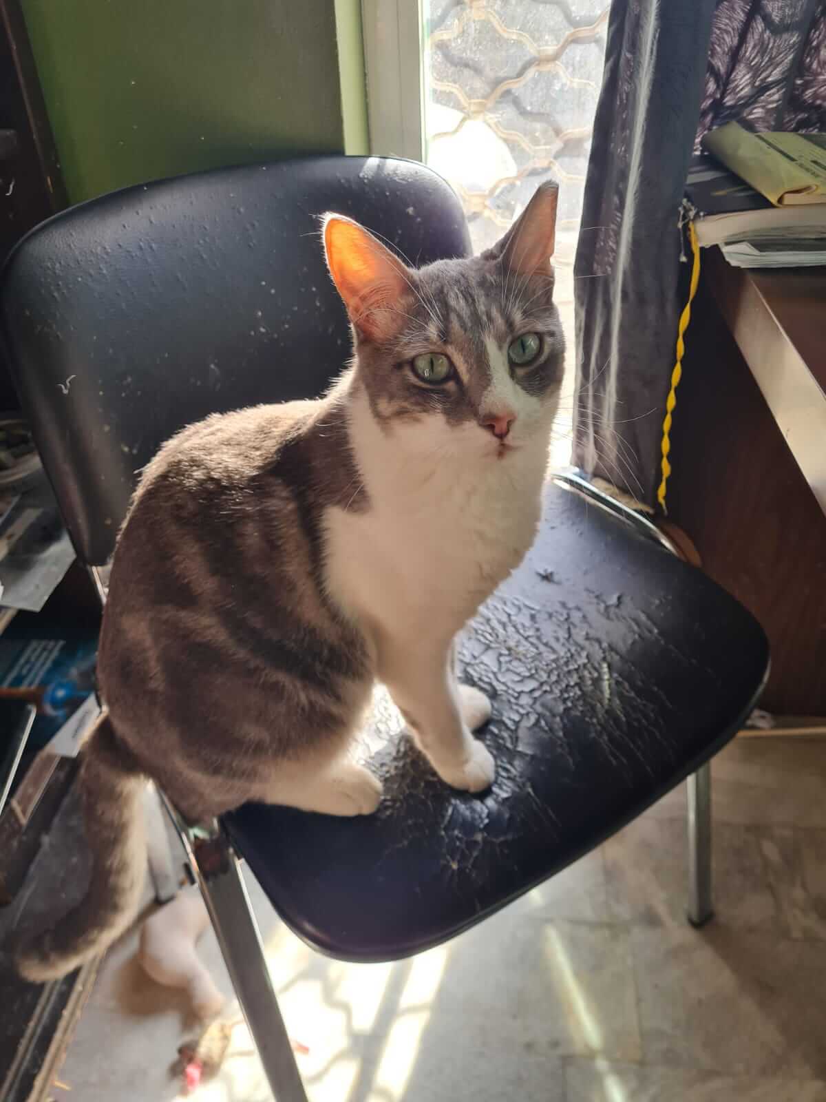 Teddy Adoptiere eine Katze aus Athen