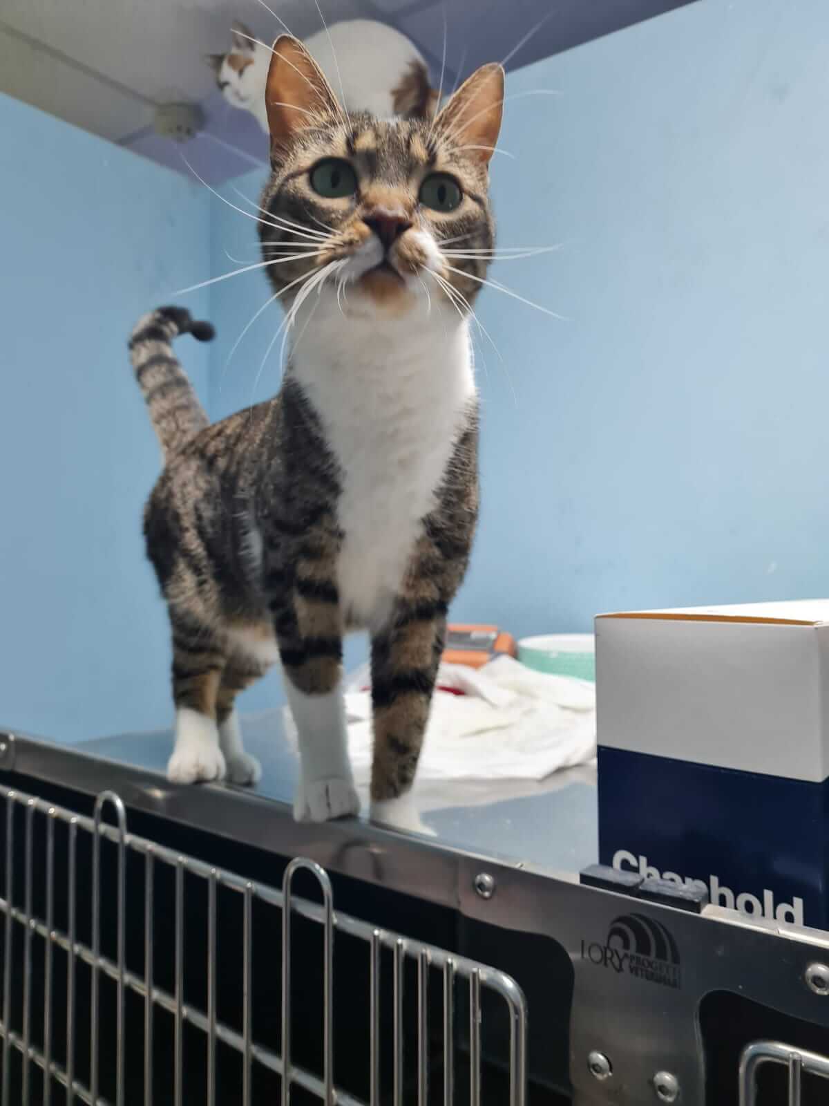 Katze aus Athen sucht liebevolles Zuhause