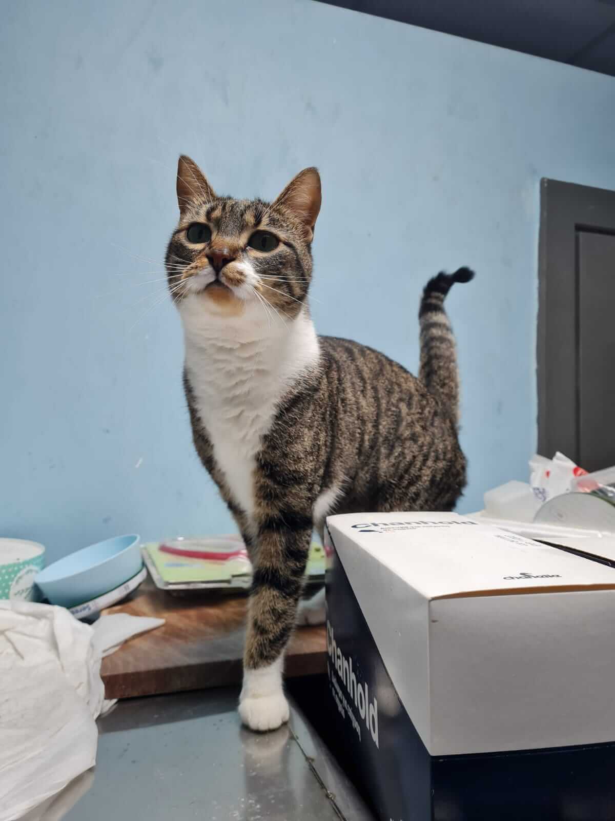 Katze aus Athen sucht liebevolles Zuhause