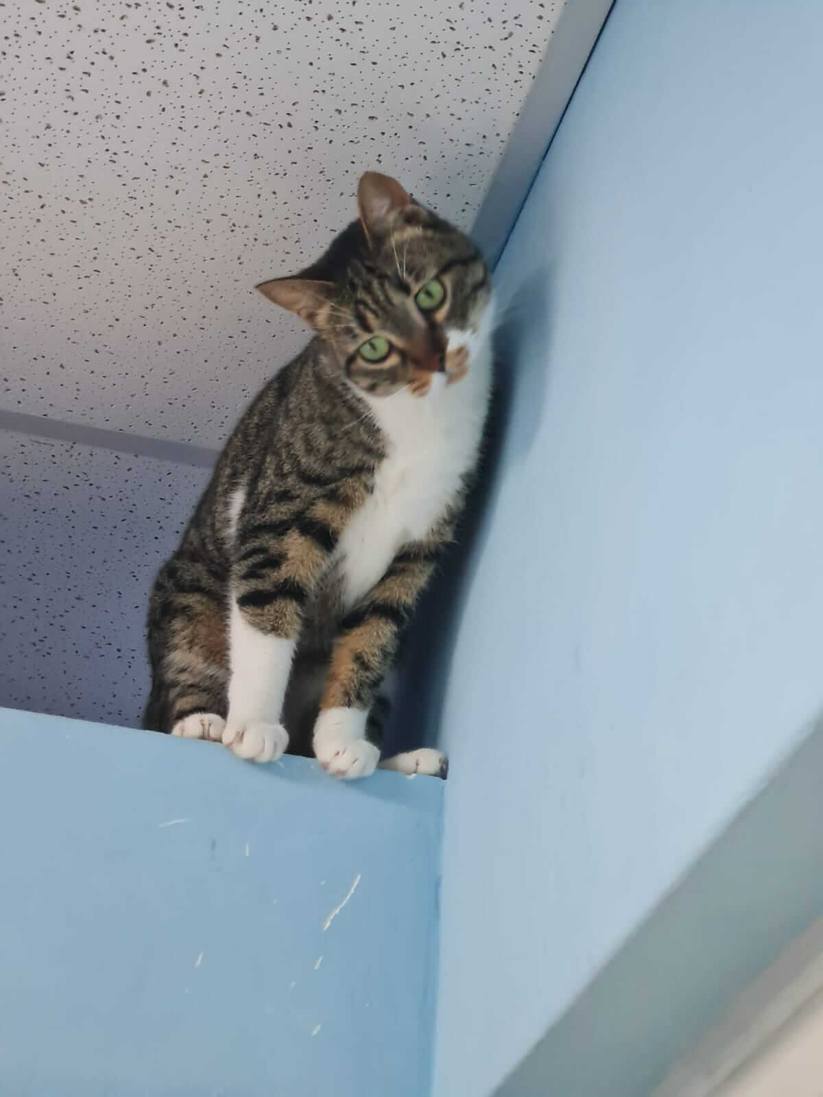 Katze aus Athen sucht liebevolles Zuhause