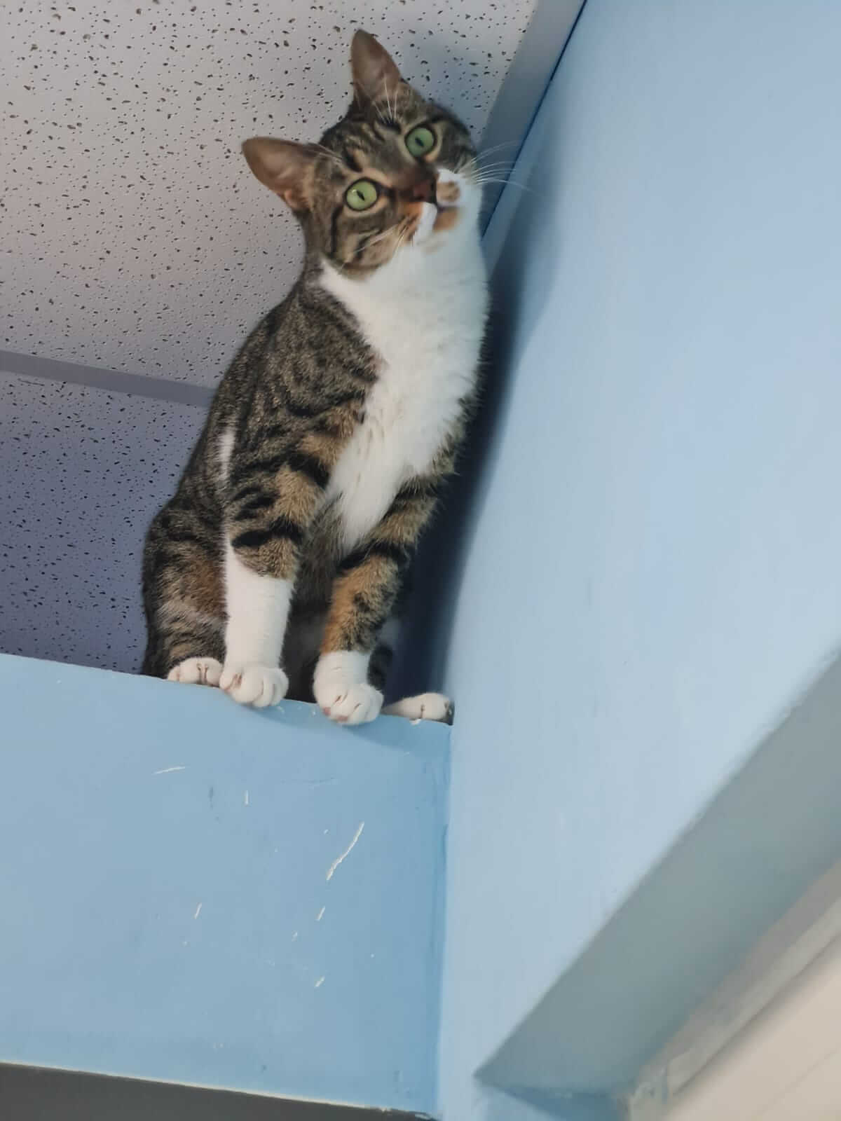Katze aus Athen sucht liebevolles Zuhause