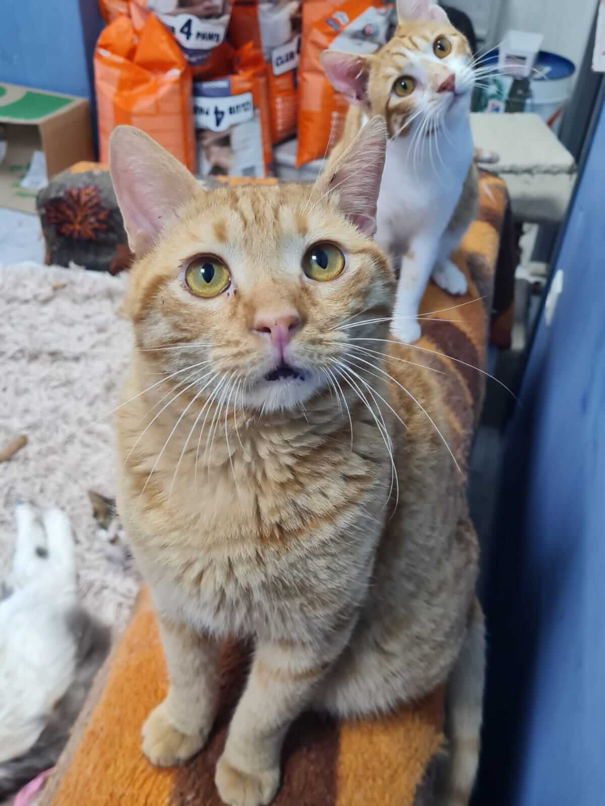 verschmusten Kater Tim aus Athen adoptieren