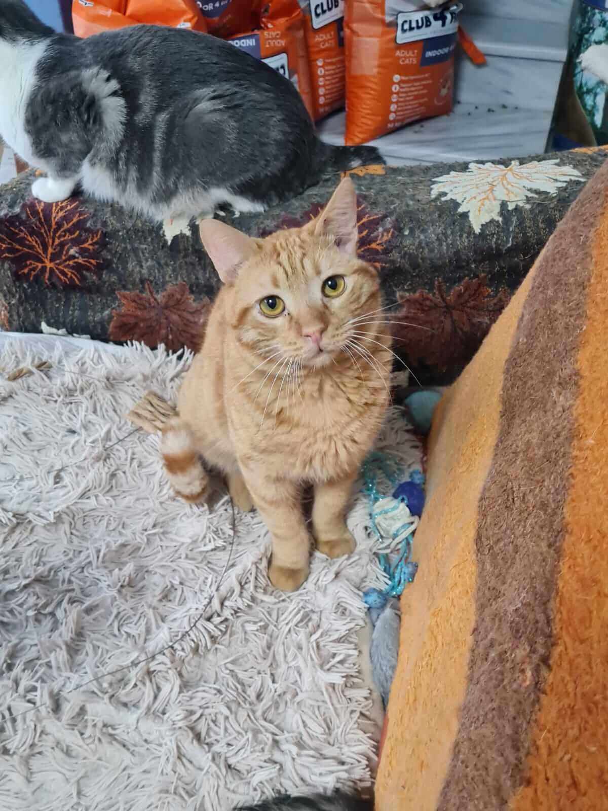 verschmusten Kater Tim aus Athen adoptieren