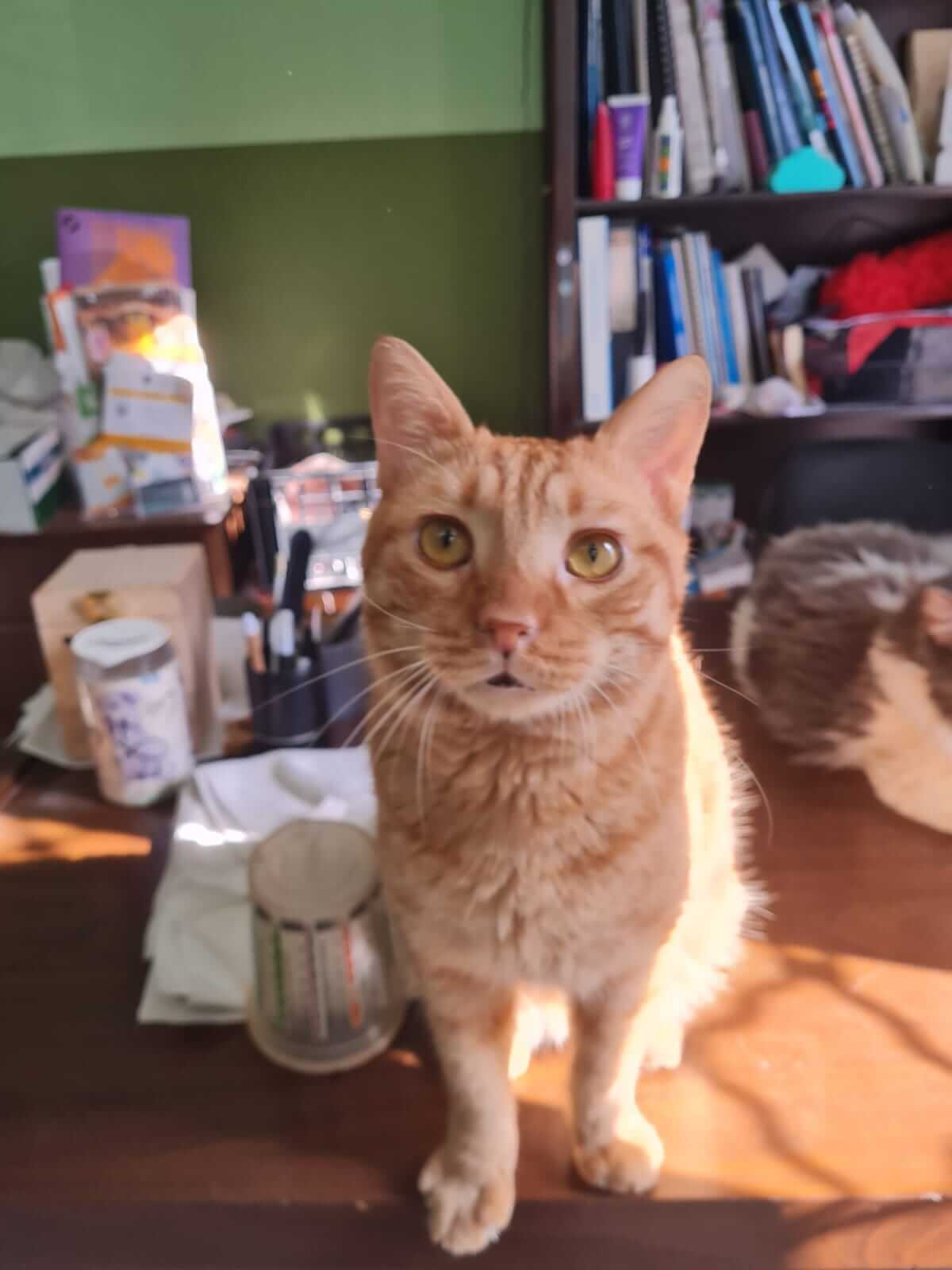 verschmusten Kater Tim aus Athen adoptieren