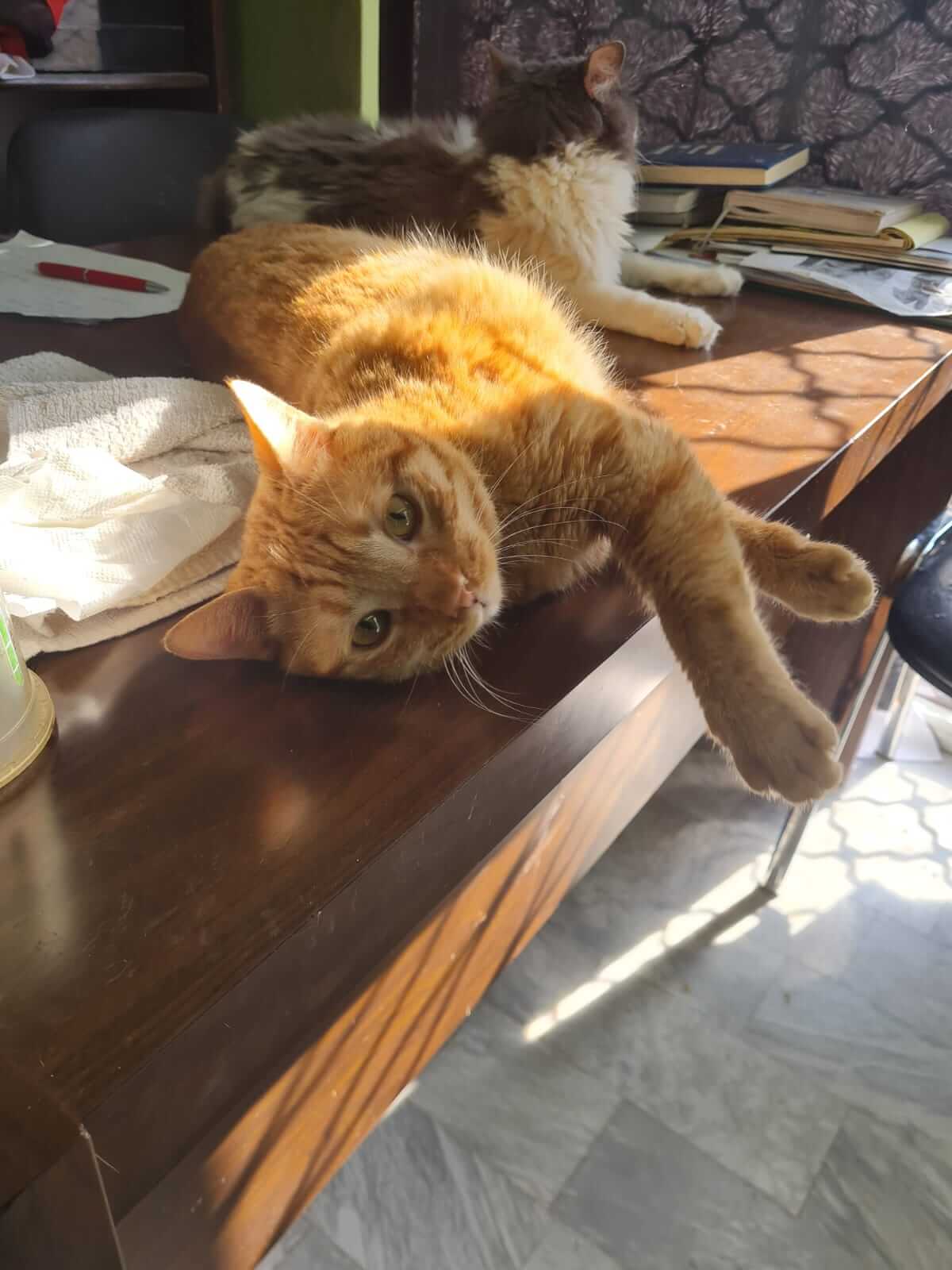 verschmusten Kater Tim aus Athen adoptieren