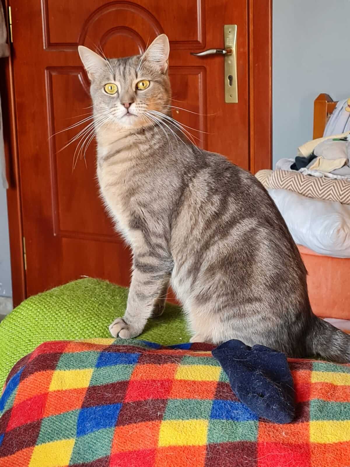 Liebe Katze aus Athen adoptieren