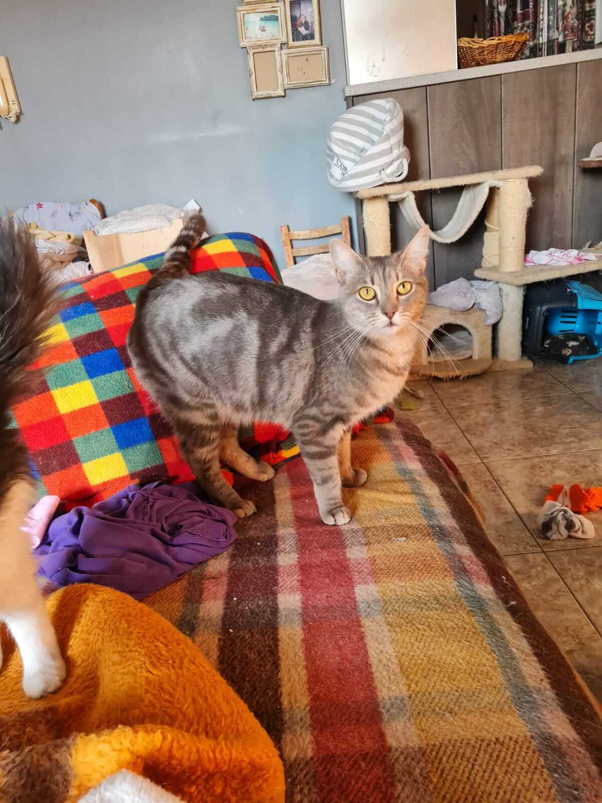Liebe Katze aus Athen adoptieren