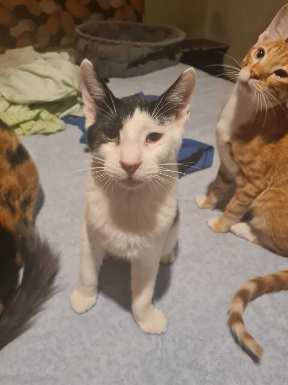 Vitto lieber Kater aus Athen adoptieren