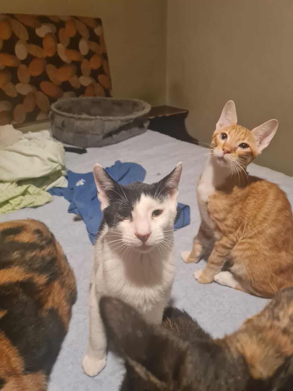 Vitto lieber Kater aus Athen adoptieren