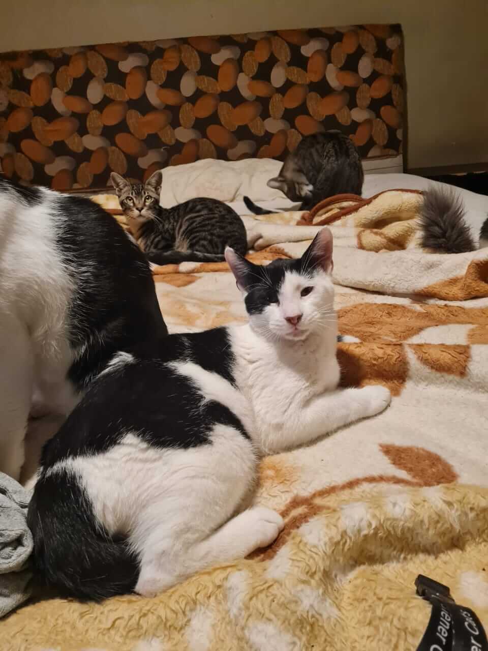 Vitto lieber Kater aus Athen adoptieren