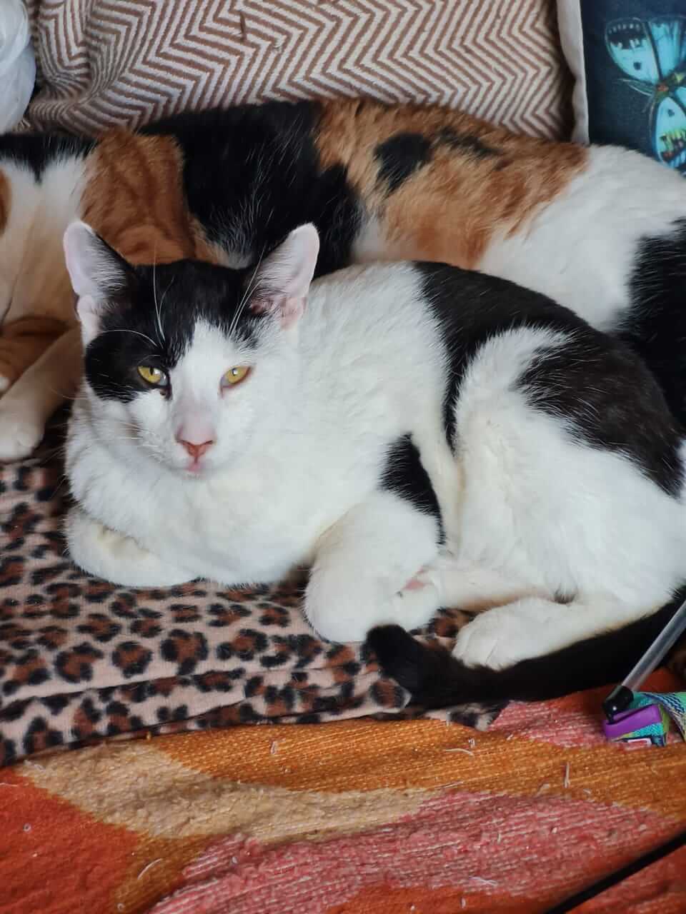 Vitto lieber Kater aus Athen adoptieren