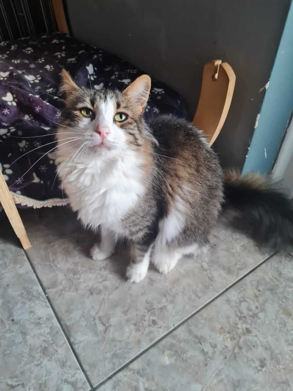 Katze aus Athen sucht Zuhause