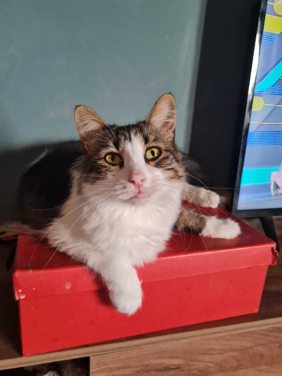 Katze aus Athen sucht Zuhause