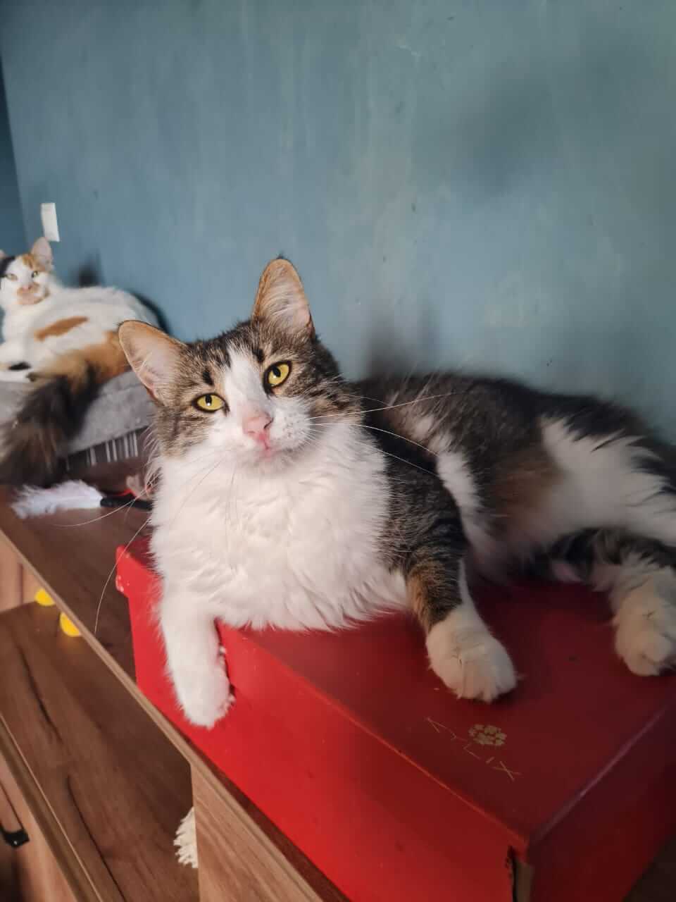 Katze aus Athen sucht Zuhause