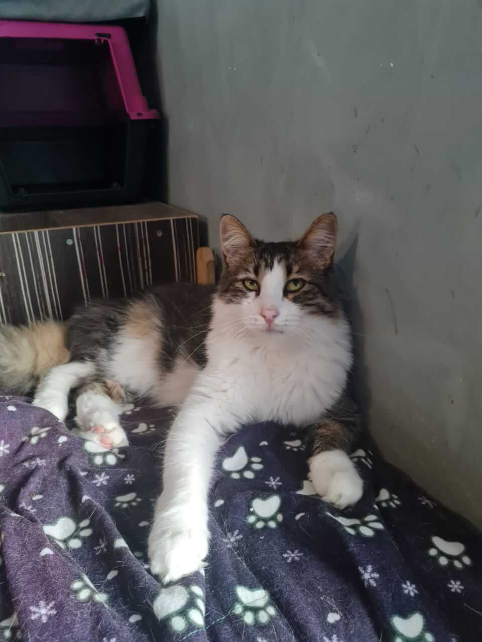 Katze aus Athen sucht Zuhause