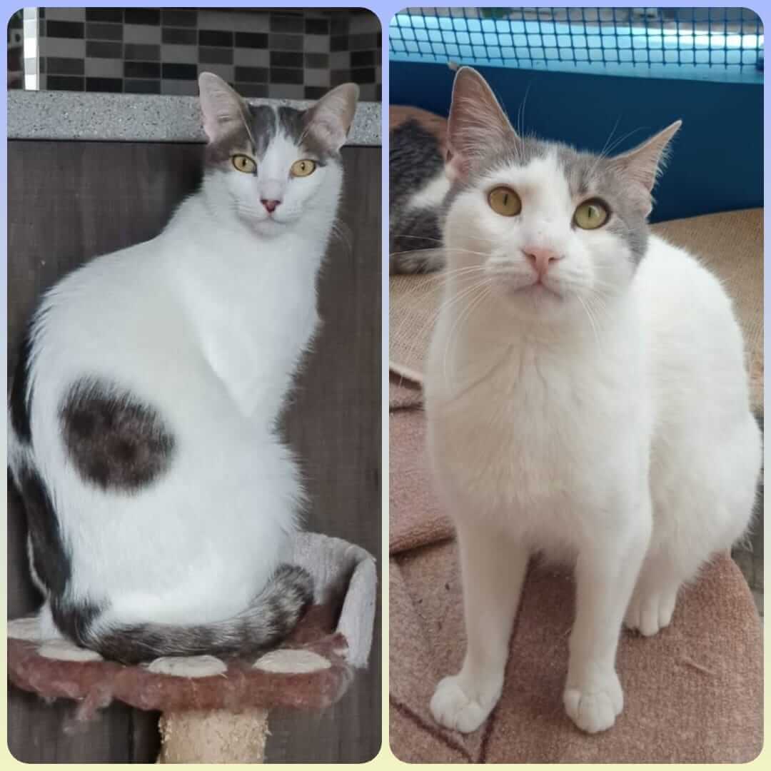 wundervolle Kater Brüder aus Athen adoptieren