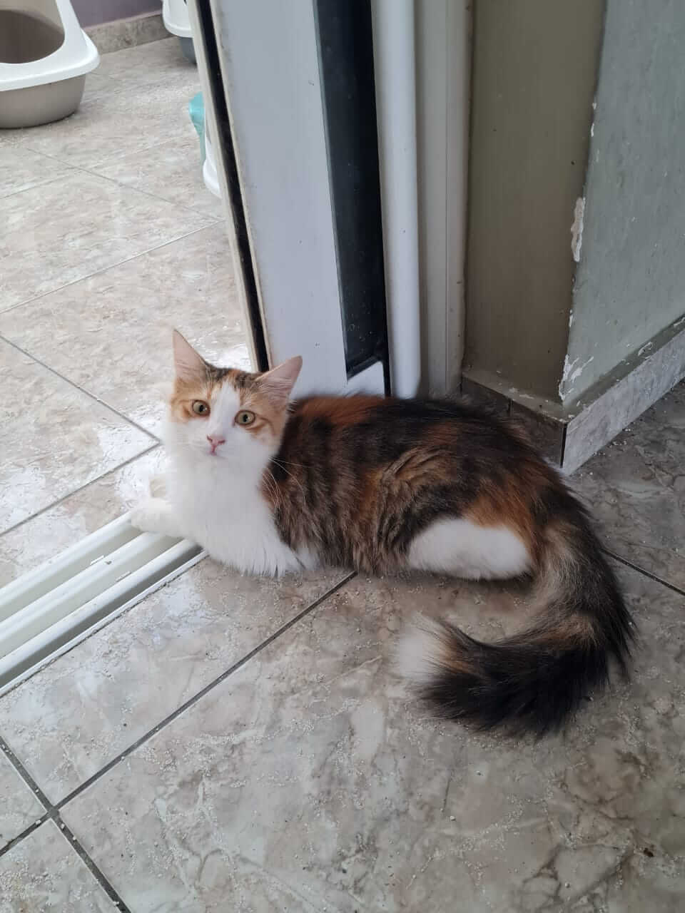 Katze aus Athen sucht Zuhause