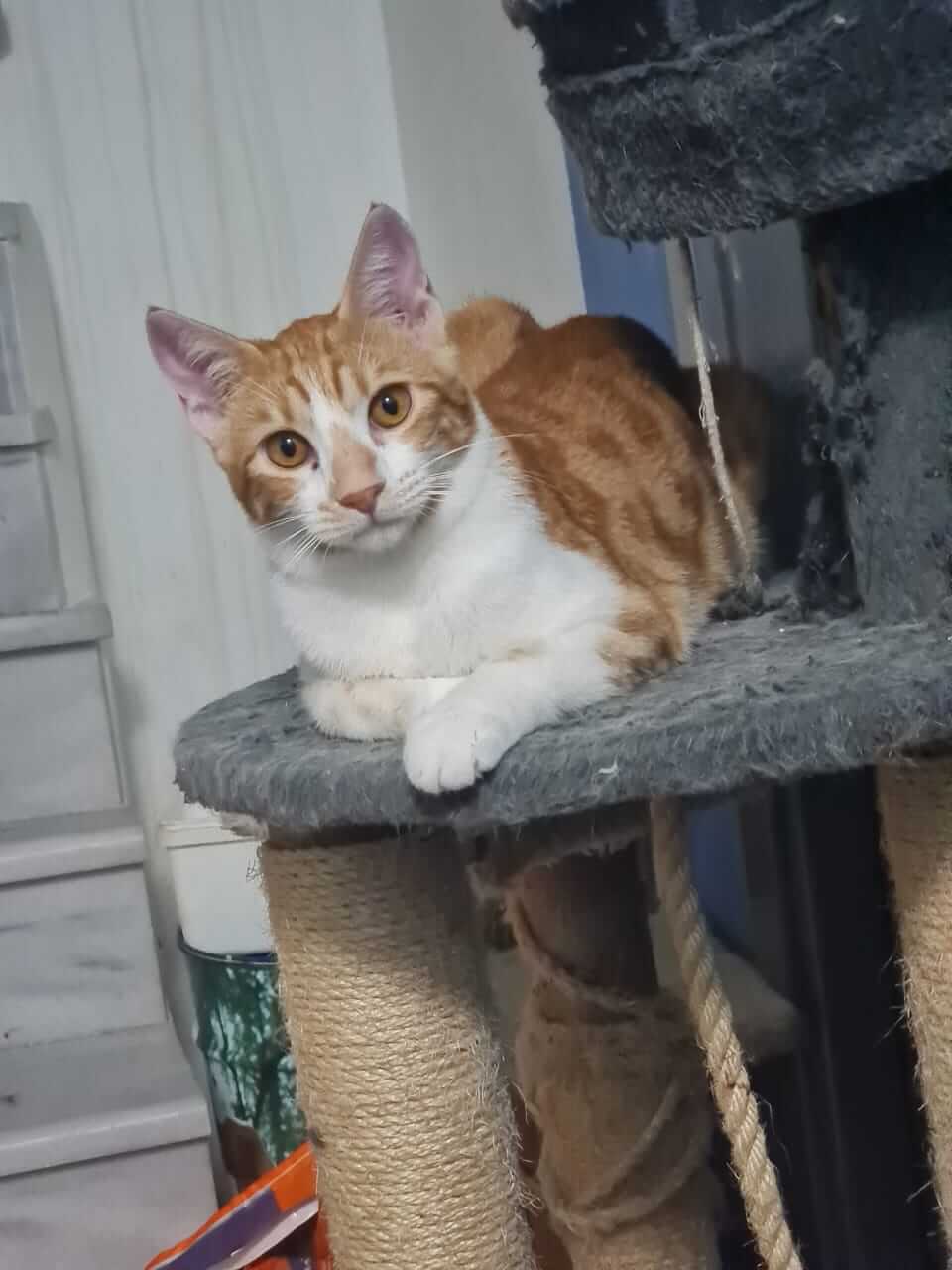 Liebe Katzen aus Athen adoptieren