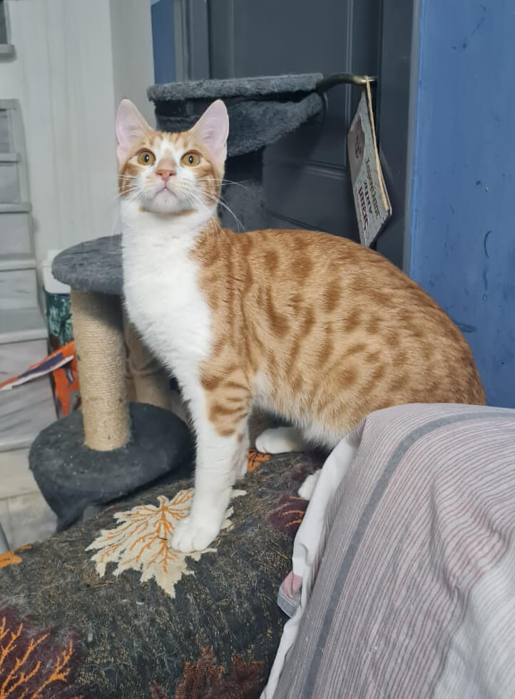 Liebe Katzen aus Athen adoptieren