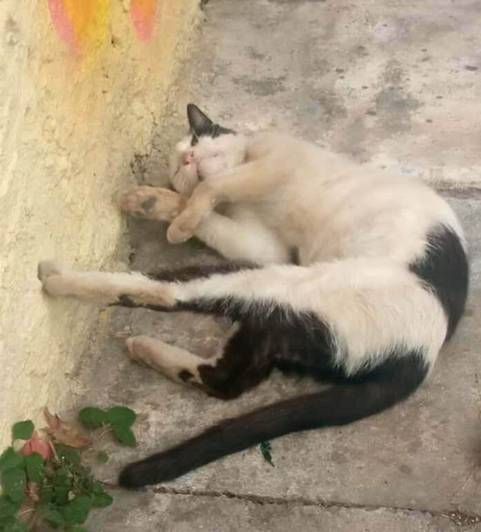 Verschmuste Strassenkatze adoptieren