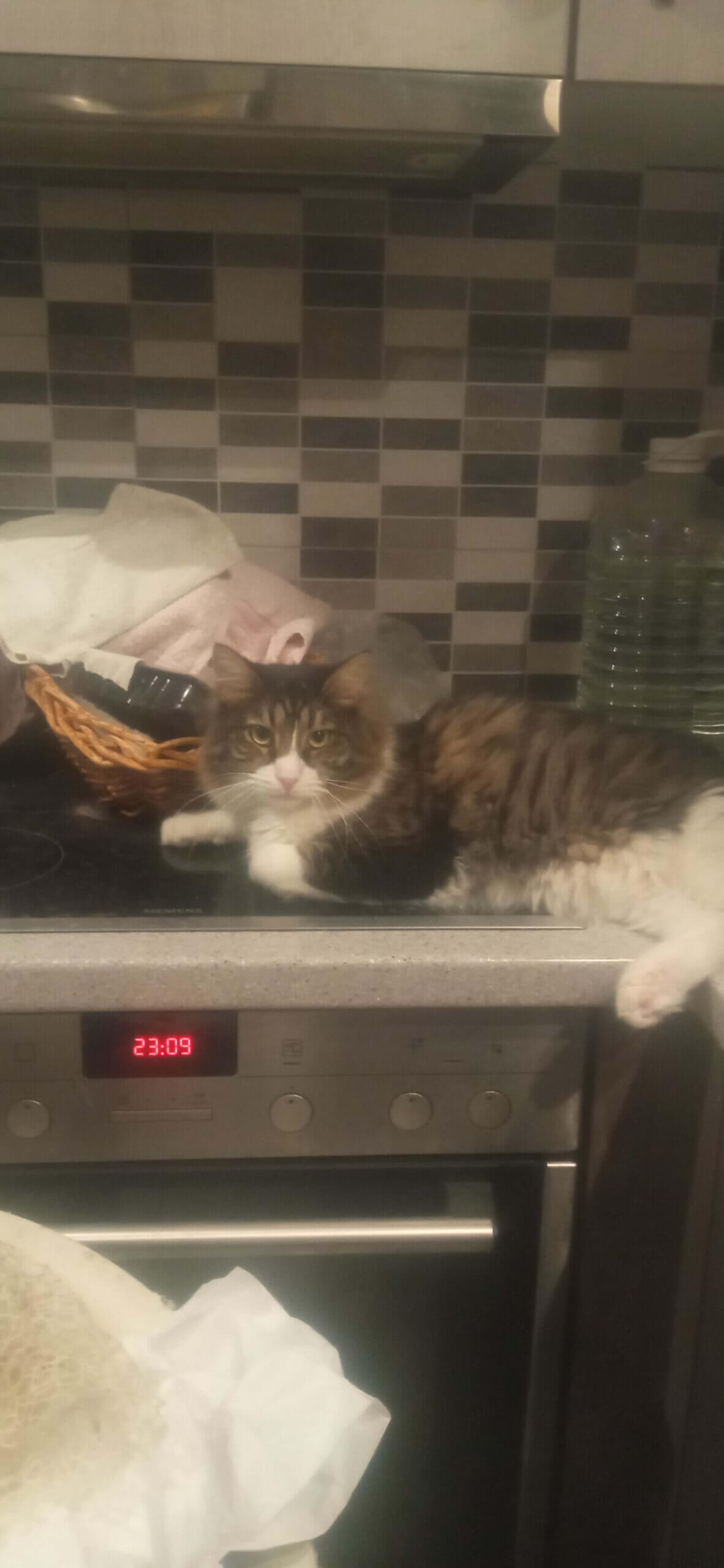 Katze adoptieren aus Griechenland
