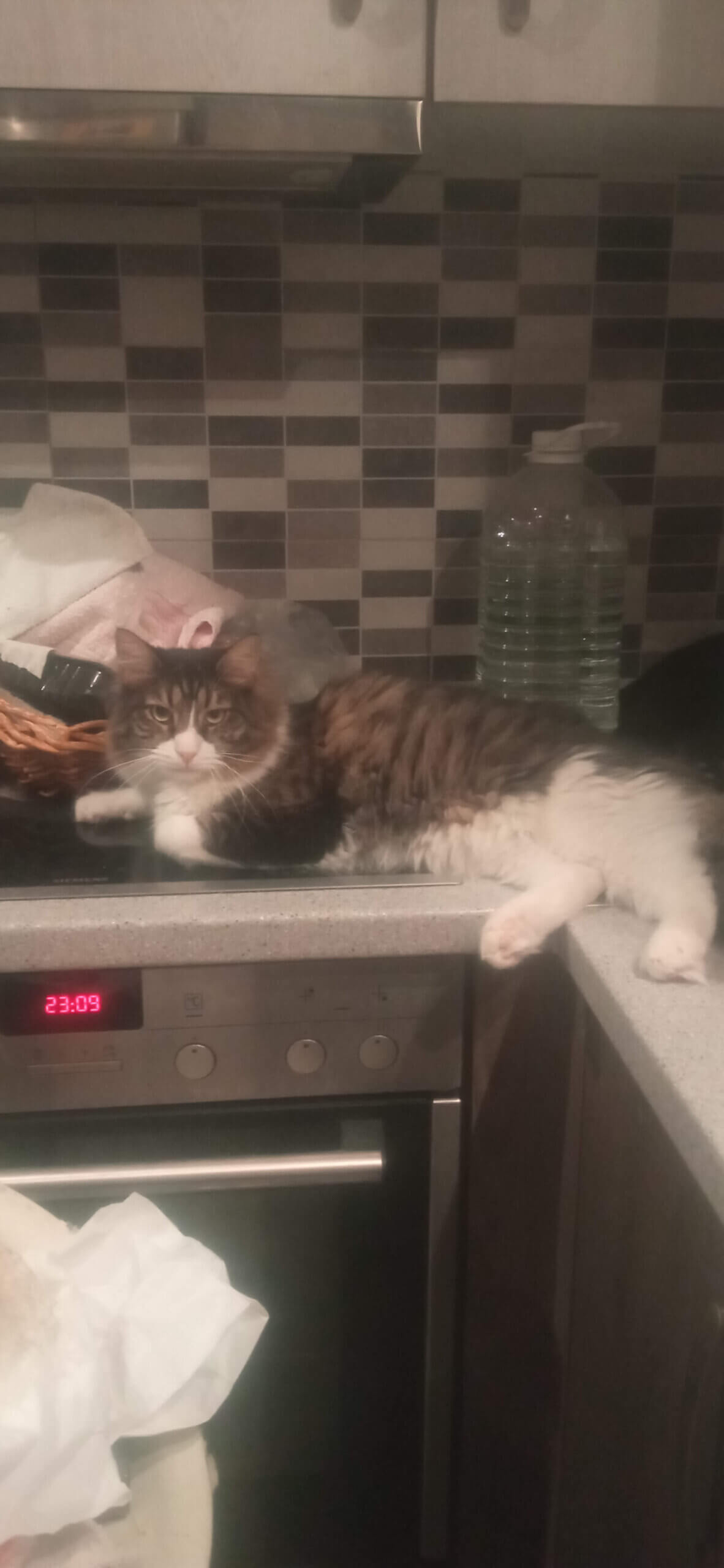 Katze adoptieren aus Griechenland