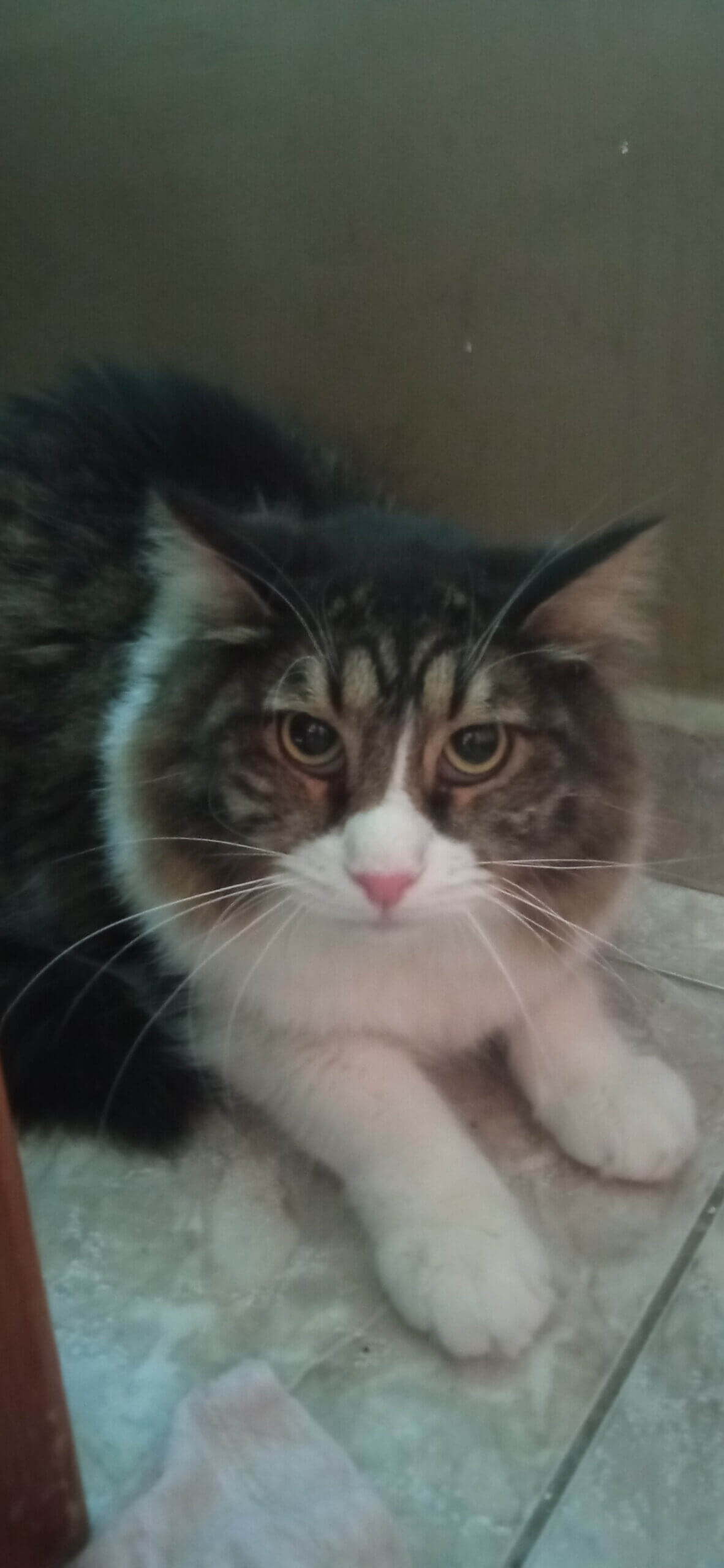 Katze adoptieren aus Griechenland