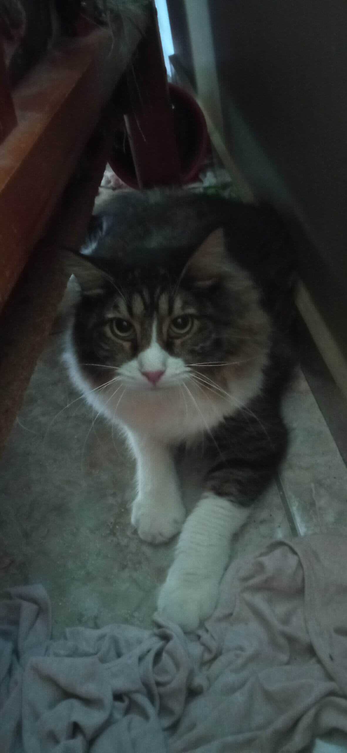 Katze adoptieren aus Griechenland