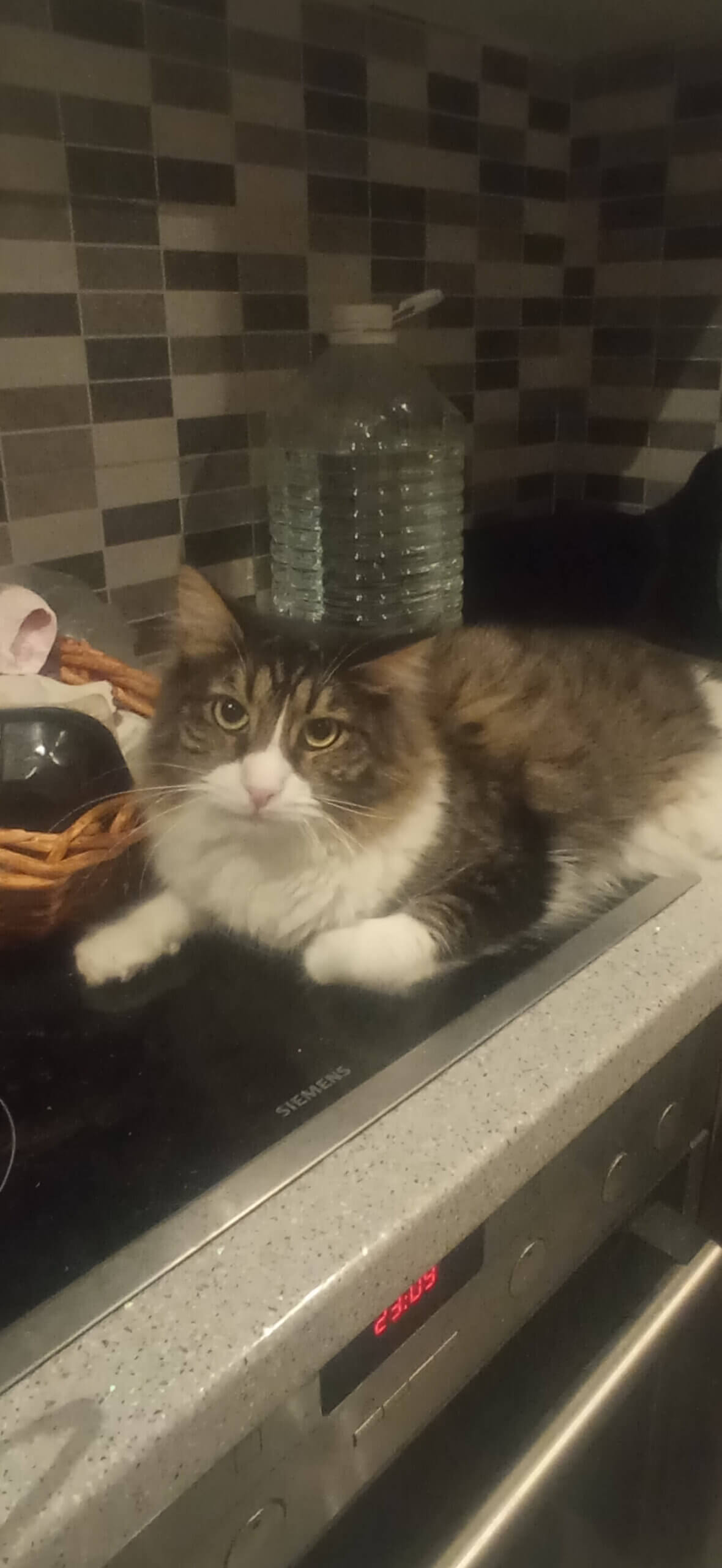 Katze adoptieren aus Griechenland