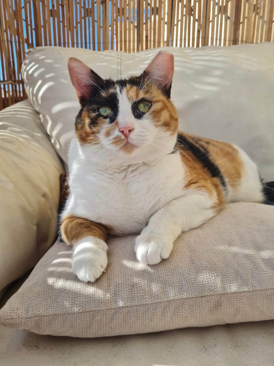 Katze sucht neues Zuhause
