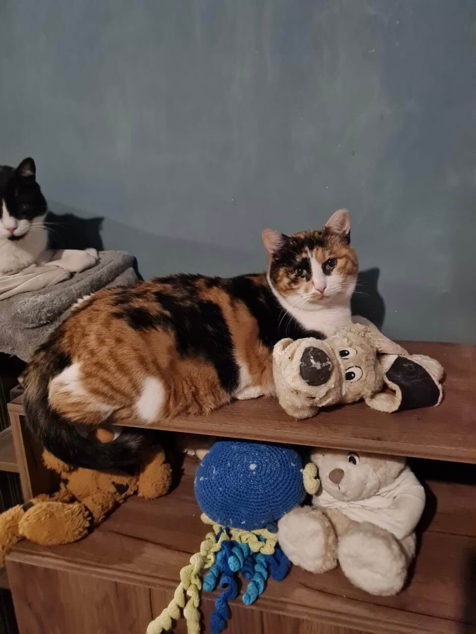 Katze in Not sucht neues Zuhause