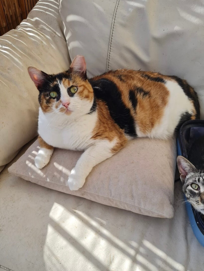 Katze in Not sucht Zuhause