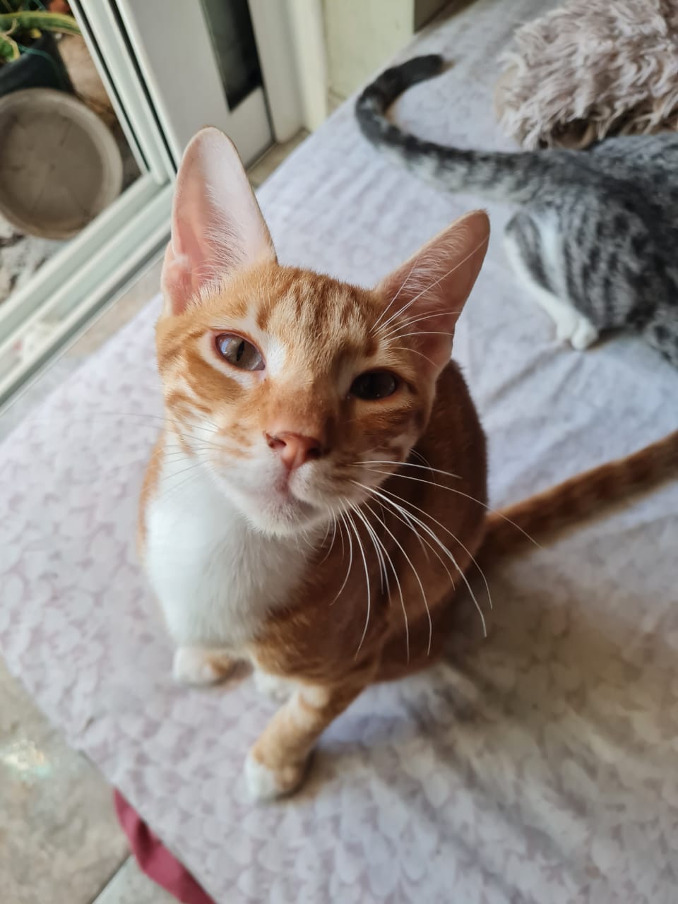 Rote Katze mit weisesr Brust zu adoptieren