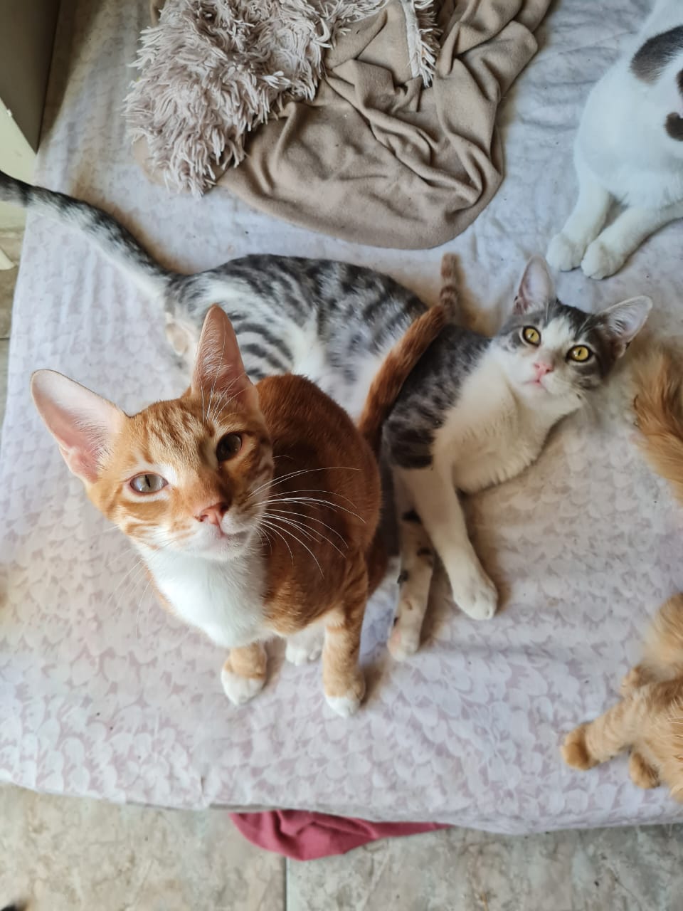 Pumpkin und Benny Pumpkin und Benny suchen ihr neues Zuhause