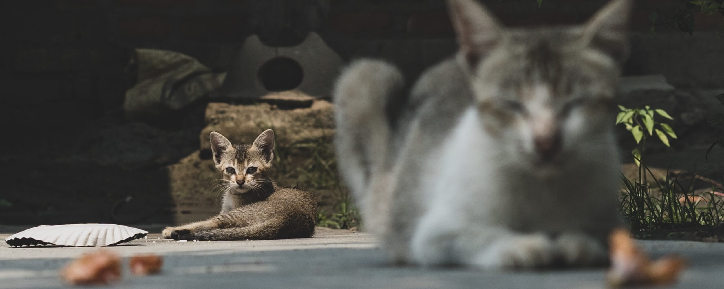 A sleeping cat from Athener Cats