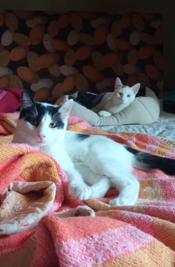 Katzen adoptieren aus Athen