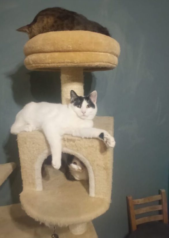 Katze aus Athen adoptieren