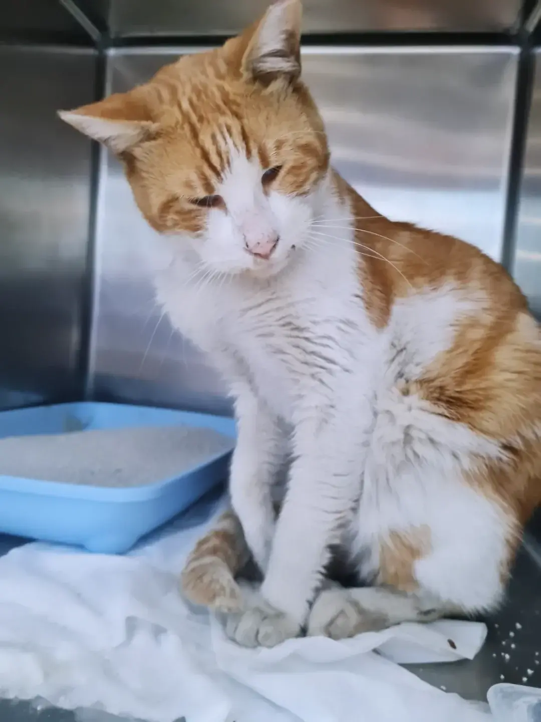 Strassenkatze sucht dringend Zuhause