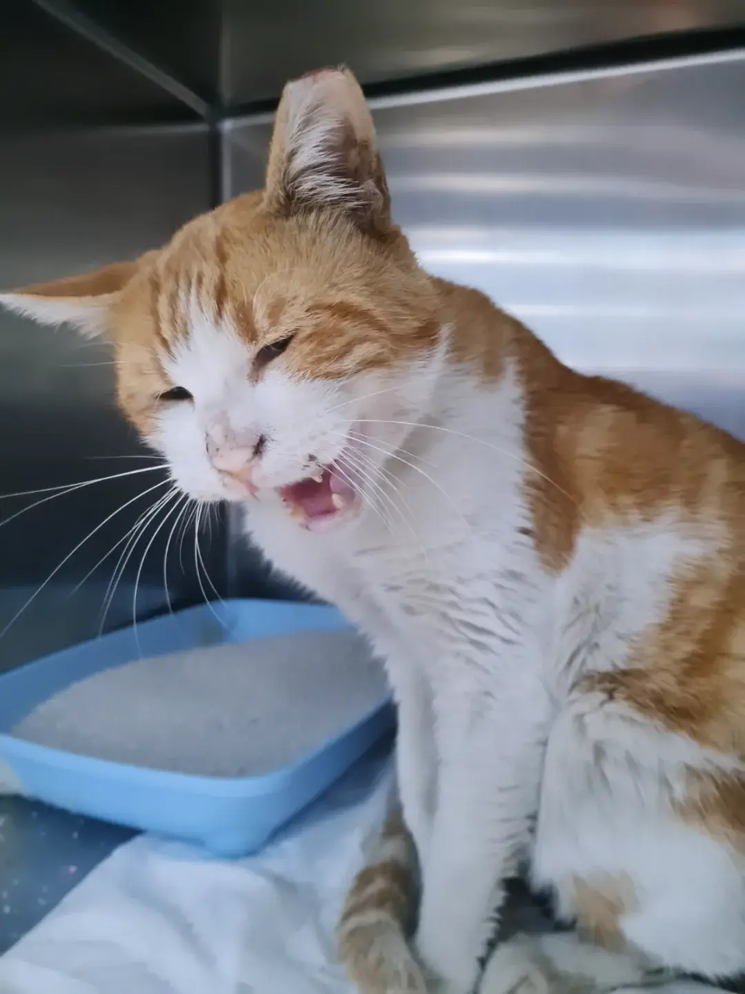 Straßenkater sucht dringend Zuhause