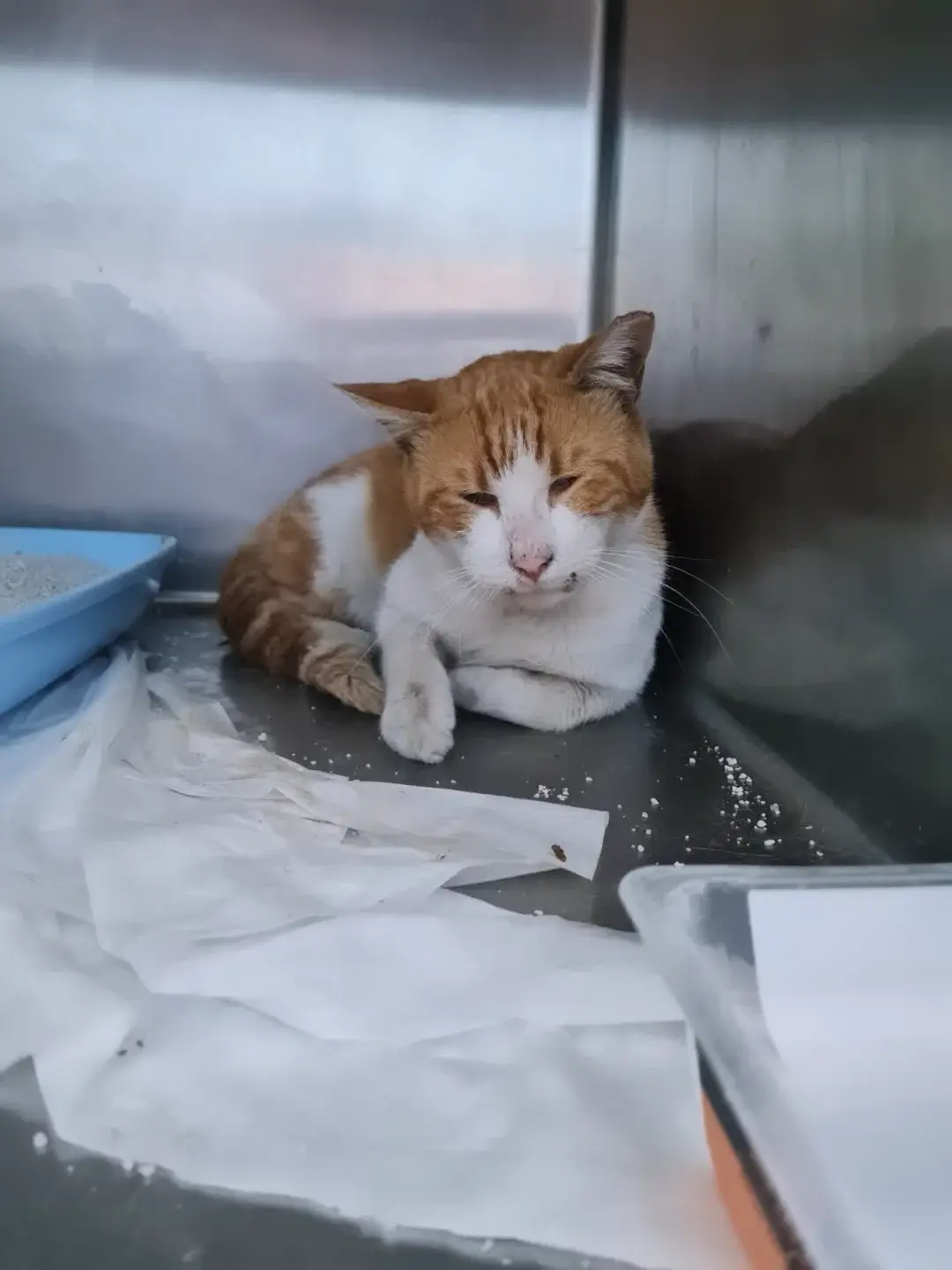 Straßenkater sucht dringend Zuhause