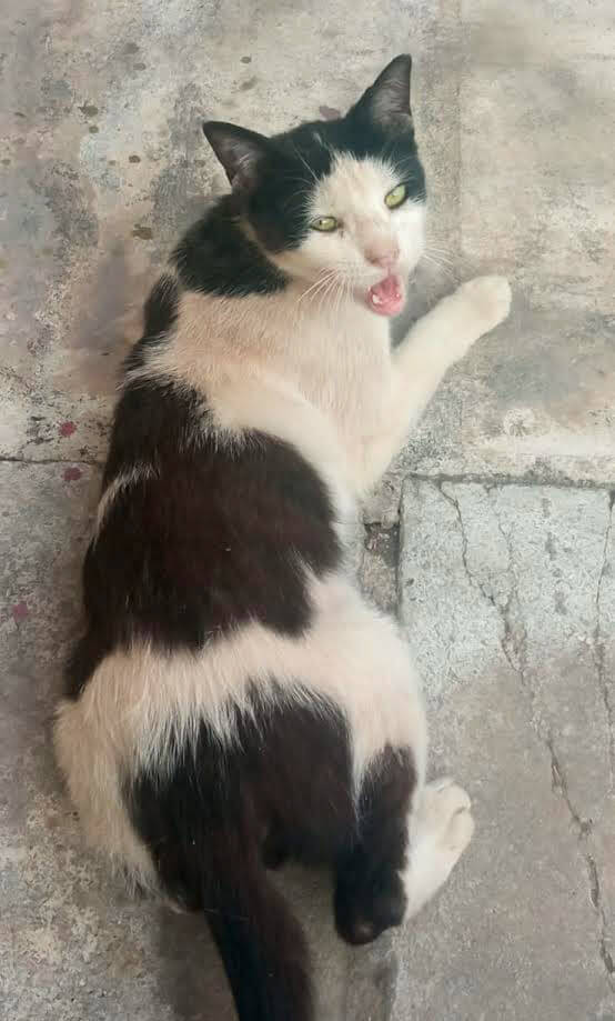 Strassenkatze adoptieren